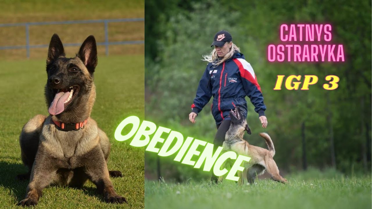 Catnys Ostraryka - Obedience 9 Months Malinois