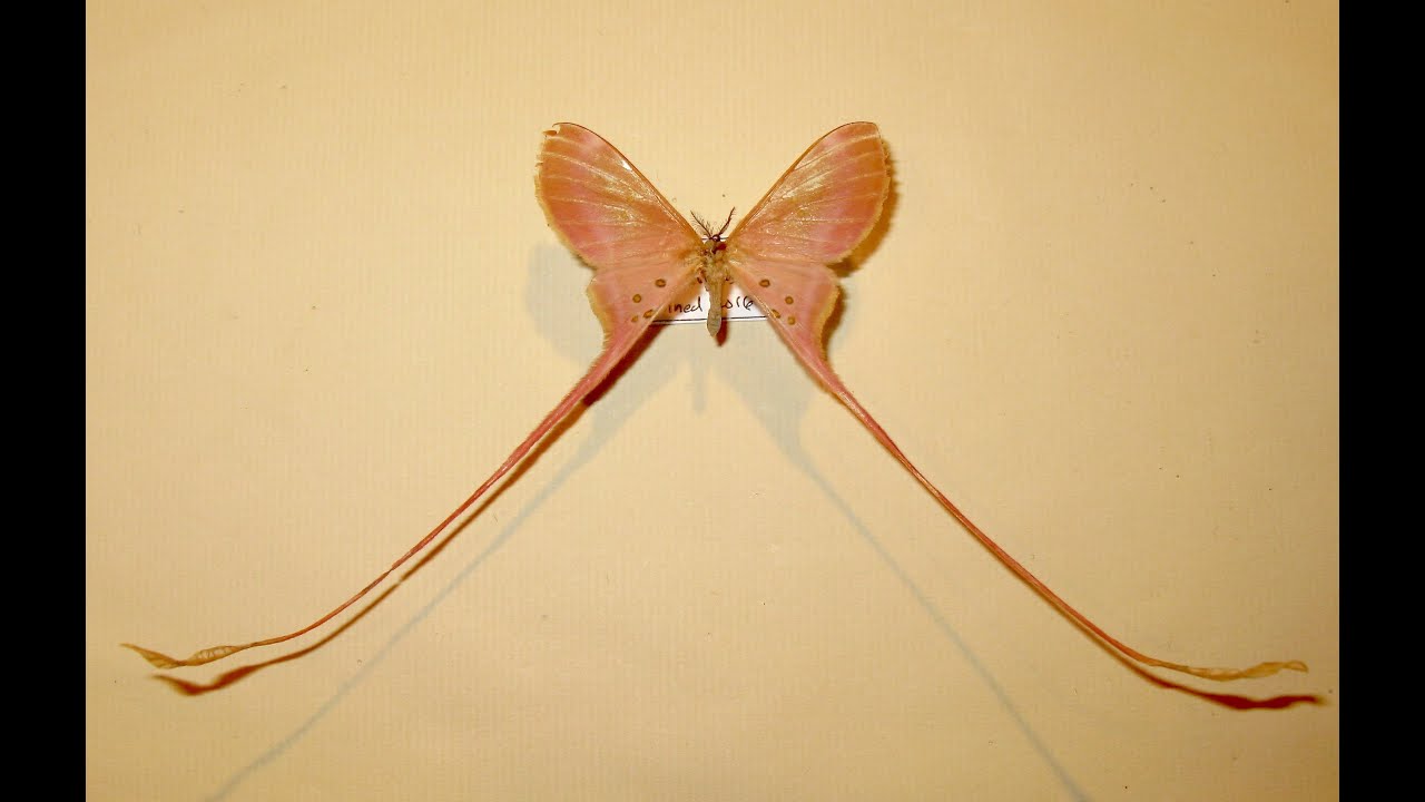 Eudaemonia Moth mount and repair. Part one.
