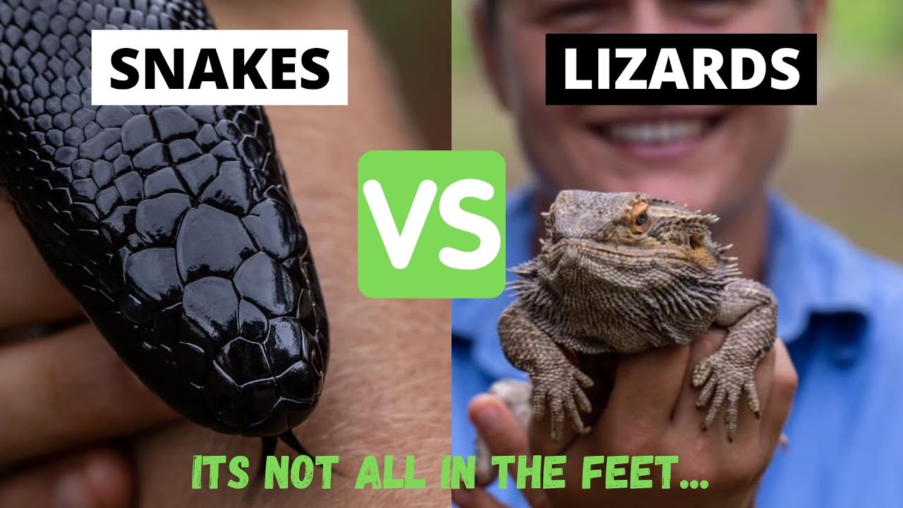 LIZARDS VS SNAKES; How to tell the difference between snakes and lizards?