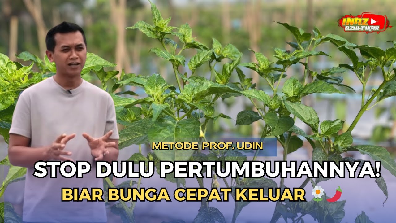 STOP Dulu Pertumbuhannya! Baru Cabe Bisa Cepat Berbunga 🌼🌶