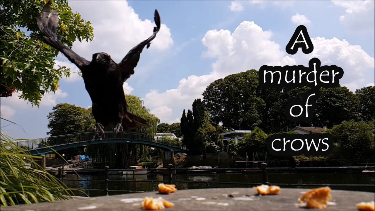 Slow motion murder of crows by the Thames