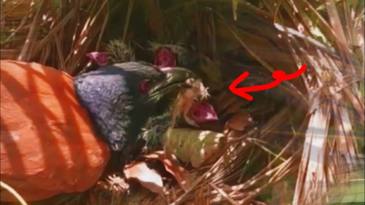 ANEH BETUL MAKANAN BURUNG HARI INI