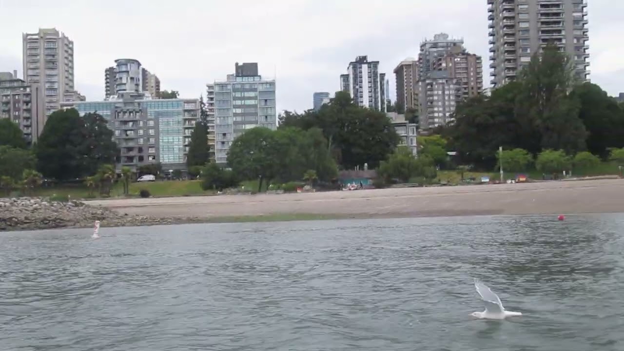 We Spotted a Seal on Our Vancouver Boat Tour!