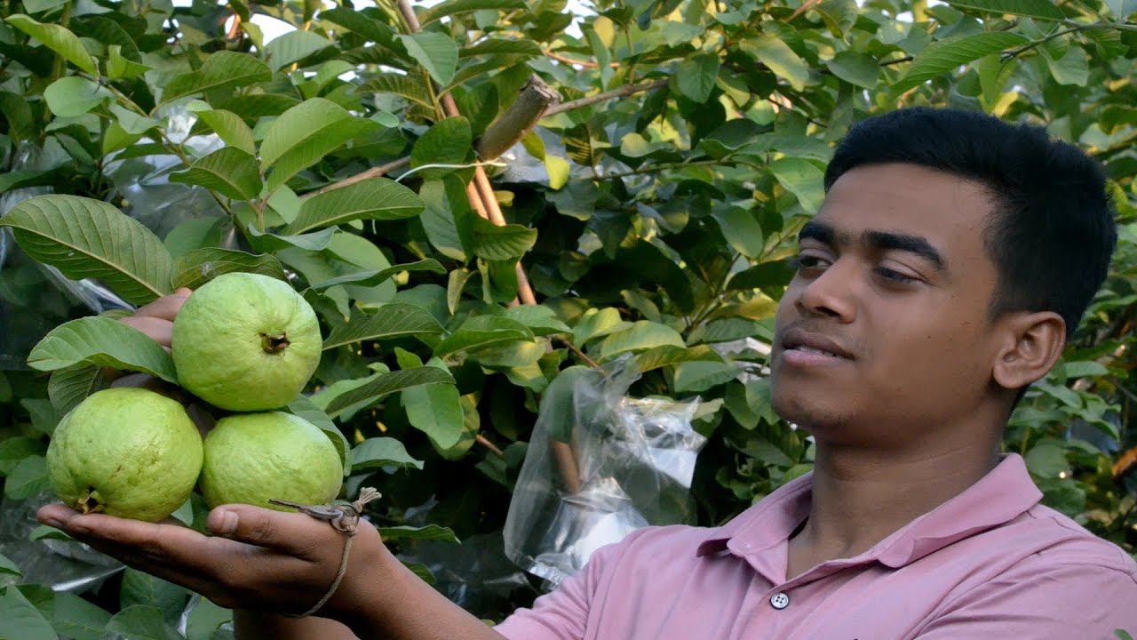 ১ বিঘা পেয়ারা লাভ ২ লক্ষ টাকা।  পেয়ারা চাষ পদ্ধতি। গাছে বেশি ফল ধরার কৌশল। Guava Cultivation bd