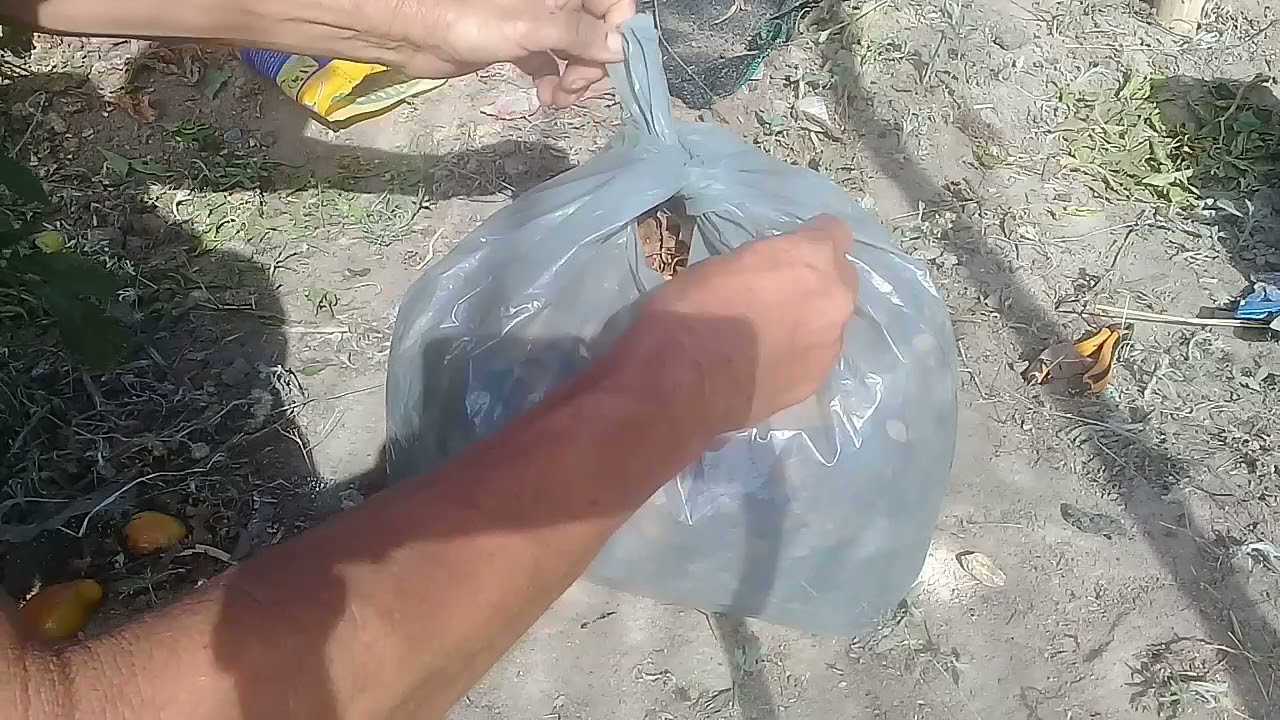 Como FAZER decomposição de folhas secas três vezes mais rapido