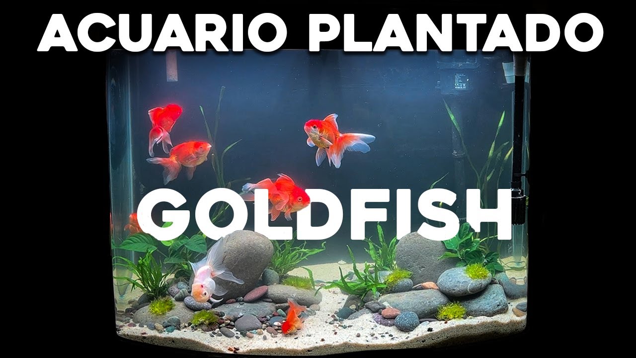 ACUARIO PLANTADO de GOLDFISH | AQUASCAPING para GOLDFISH| PLANTAS ACUÁTICAS para GOLDFISH