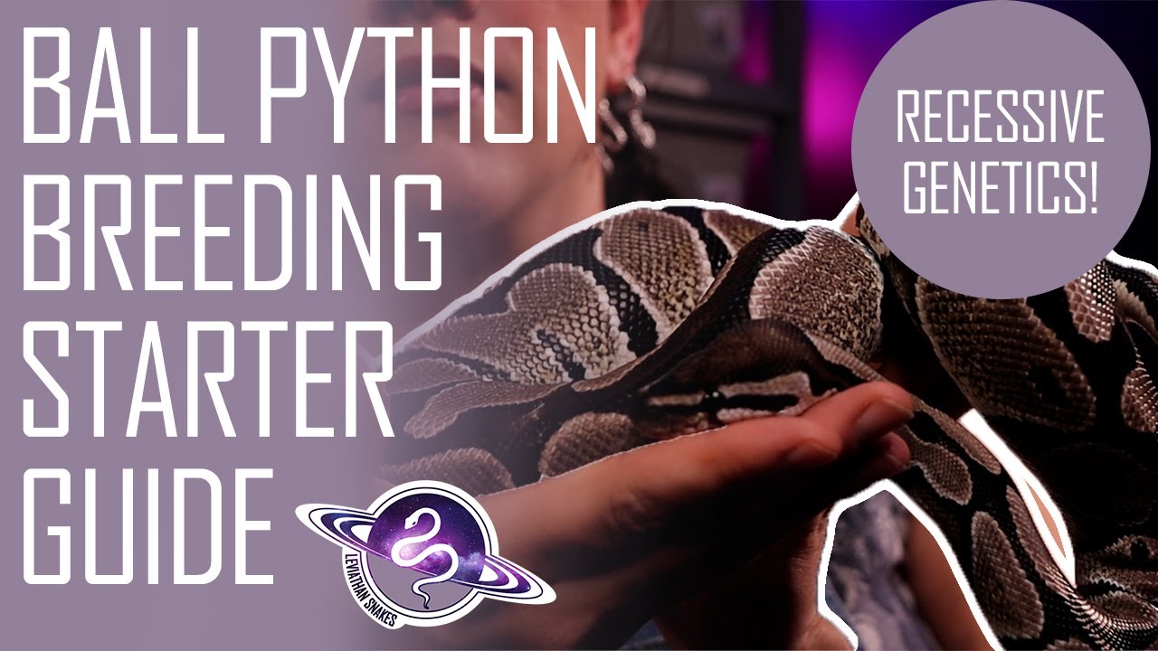 Ball Python Breeding Starter Guide | Recessive Genetics