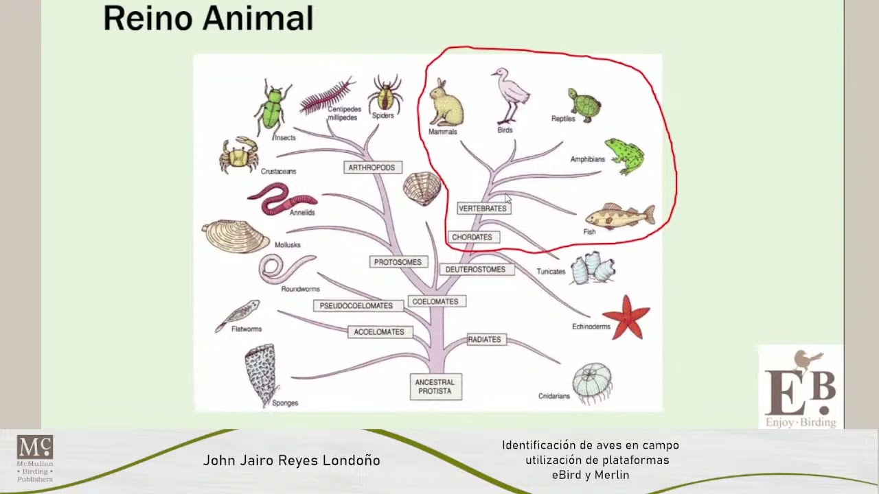 Curso de Observación de Aves - Uso de eBird y Merlin (Clase 1)