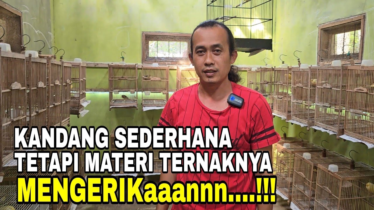 RING MISRI ‼️ MASIH JADI PRIMADONA NYA KENAR MANIA INDONESIA.