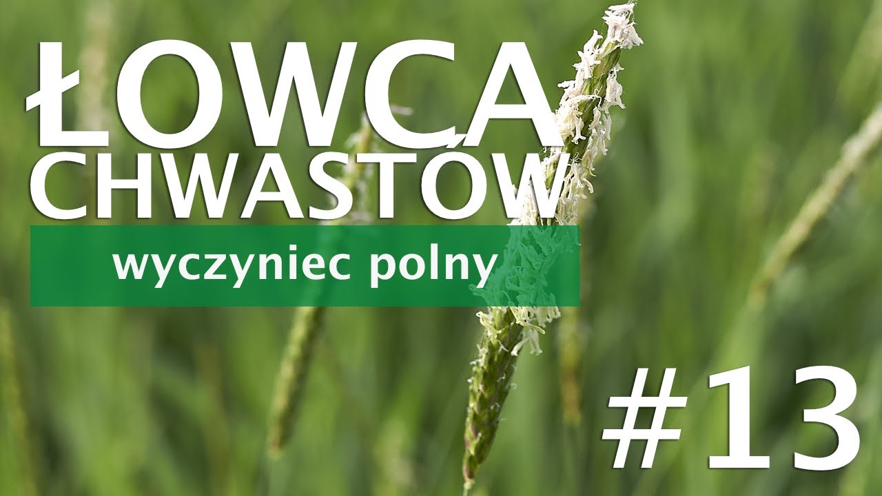 Łowca Chwastów – wyczyniec polny