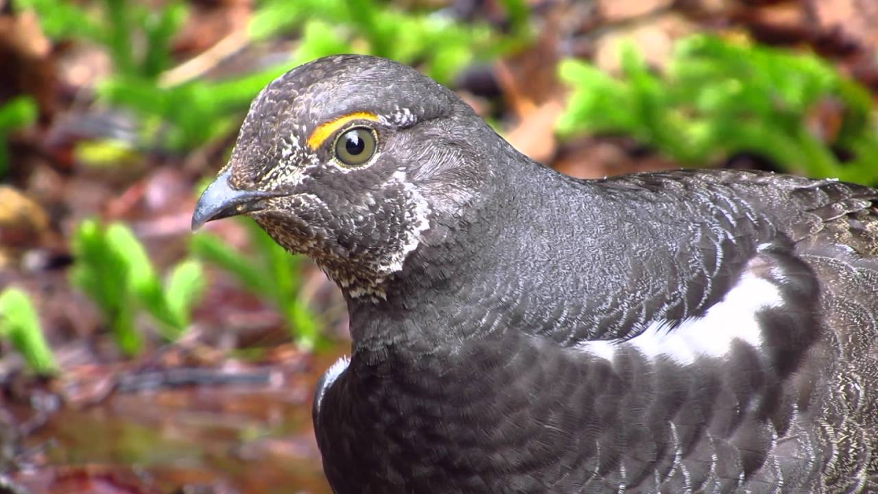 Sooty Grouse