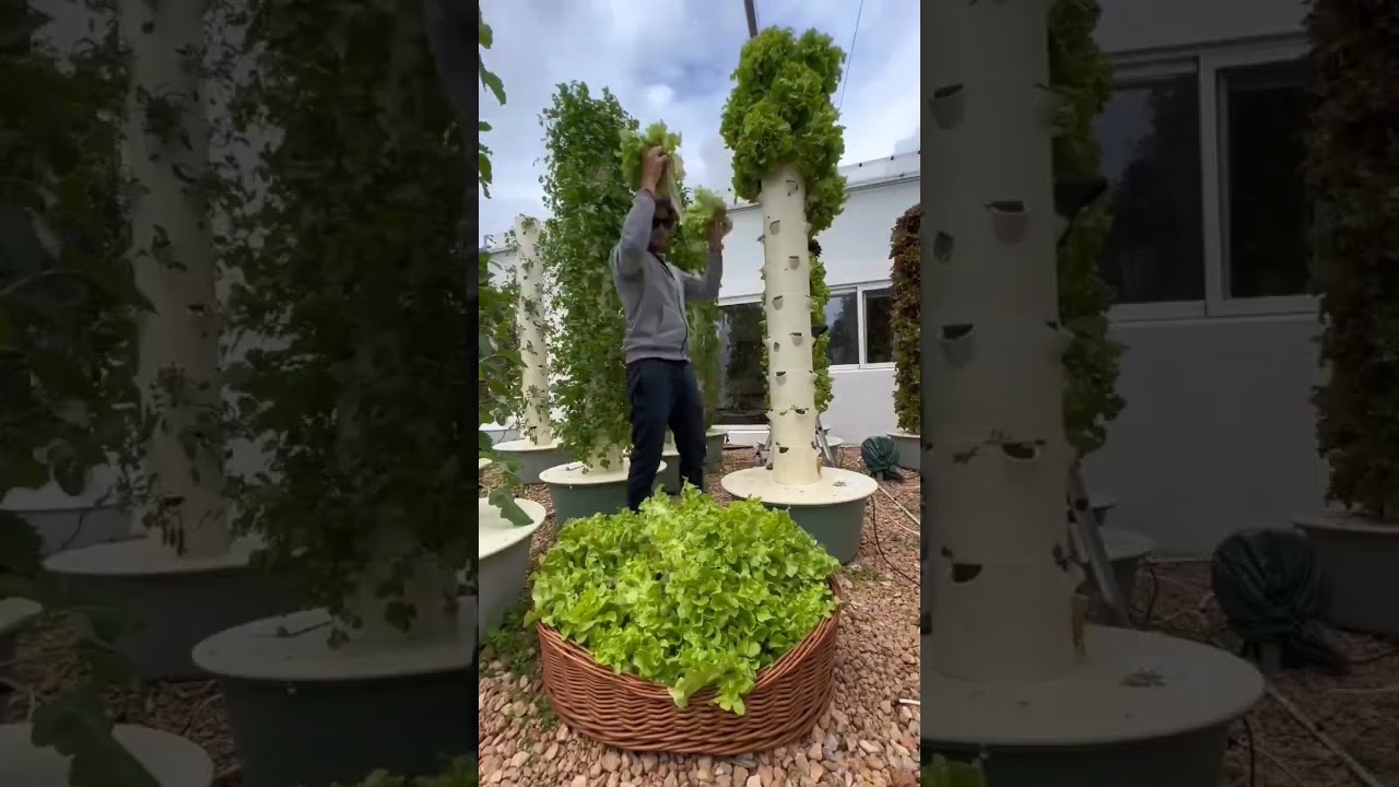 Hydrophonic farming veggies