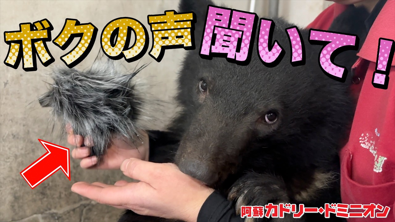 赤ちゃん熊が飼育員に甘える声をキレイに録音できたので聞いてみてください！【ASMR】