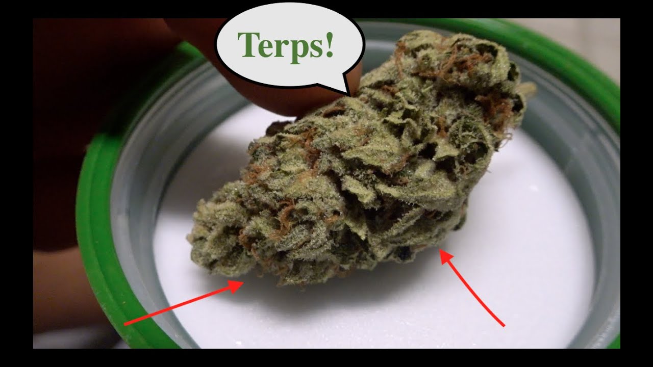 High Times Cannabis Cup: (Entry #3) Bedford Grow *Waltz Haze*