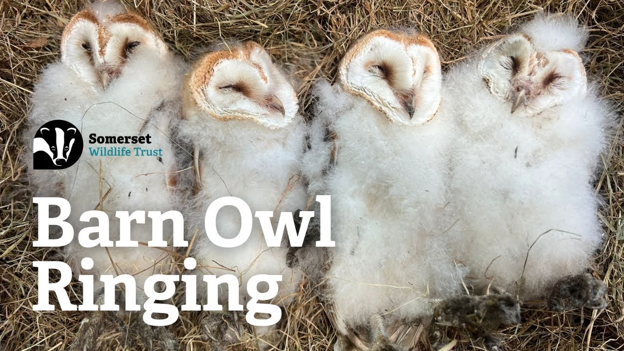 Barn Owl Ringing 2024