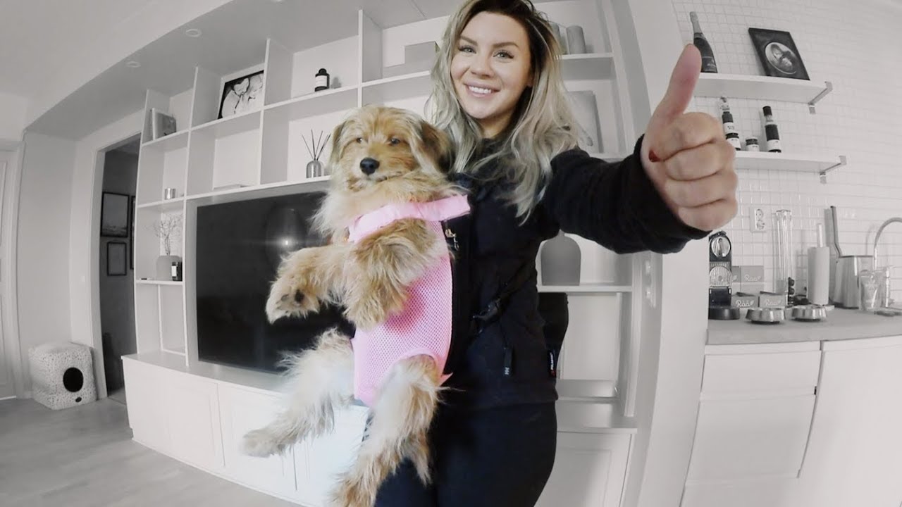 TESTAR KONSTIGA HUNDGREJER