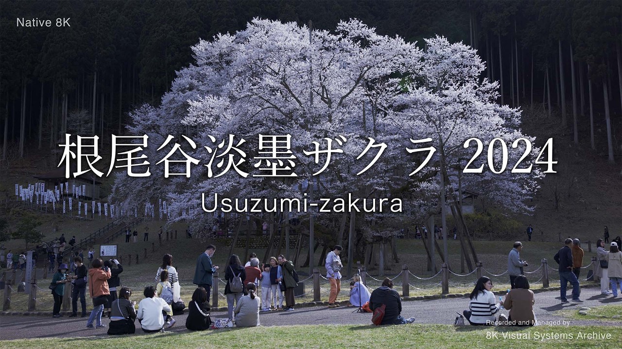 根尾谷淡墨ザクラ 2024｜Neodani Usuzumi-zakura