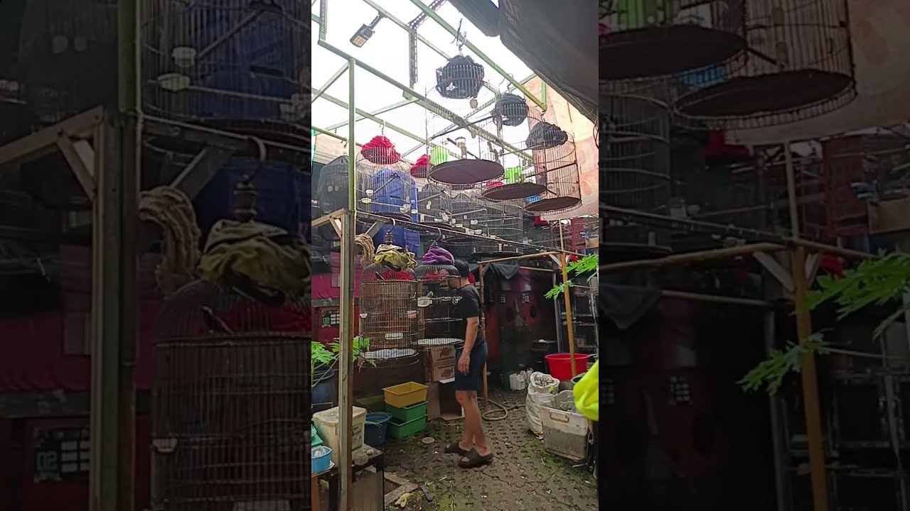 Kun BirdFarm sedang live sekarang!