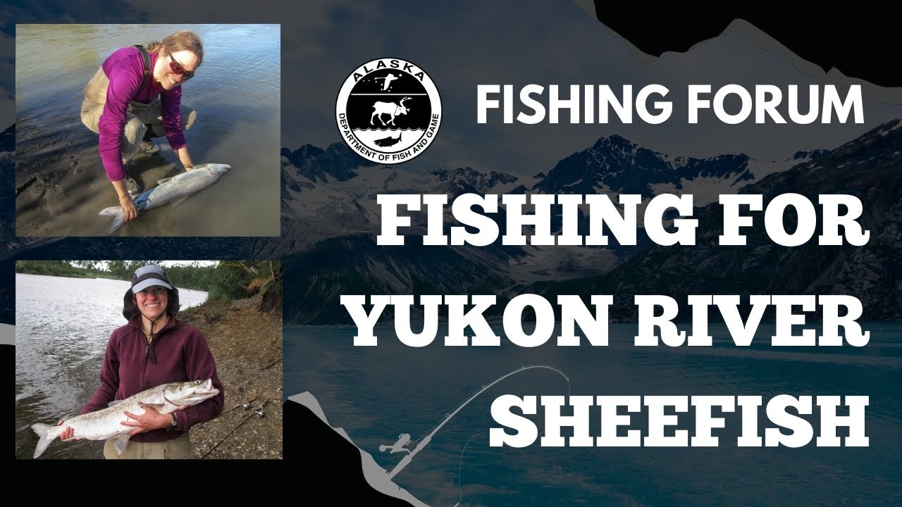 Online Fishing Forum: Fishing for Yukon River Sheefish