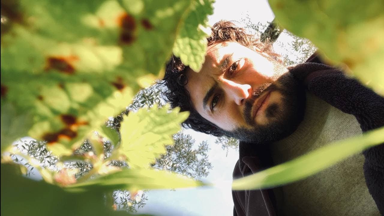 Riconoscere le piante: la falsa ortica
