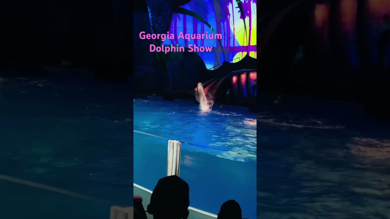 Dolphin Coast - Dolphin Presentation #georgiaaquarium GA
