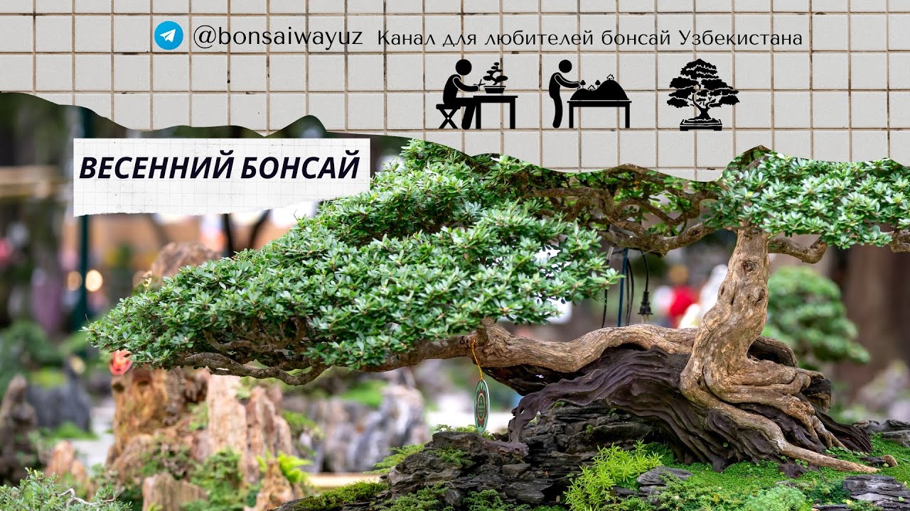 Весна - активное время для бонсаистов и садоводов / Bonsai Way
