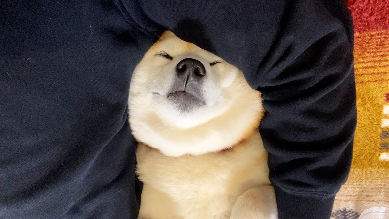Shibe takes a nap while being held, feeling relieved as his belly is stroked. 【DAY72】