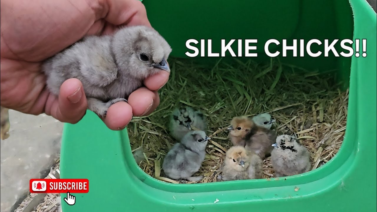 100% HATCH RATE FROM BROODY SILKIE HEN! | CHICKEN DIARIES #4 | Silkie Bantams