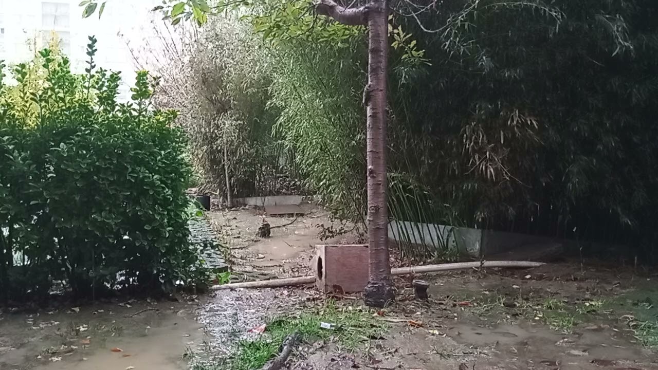 Şiddetli yağmur