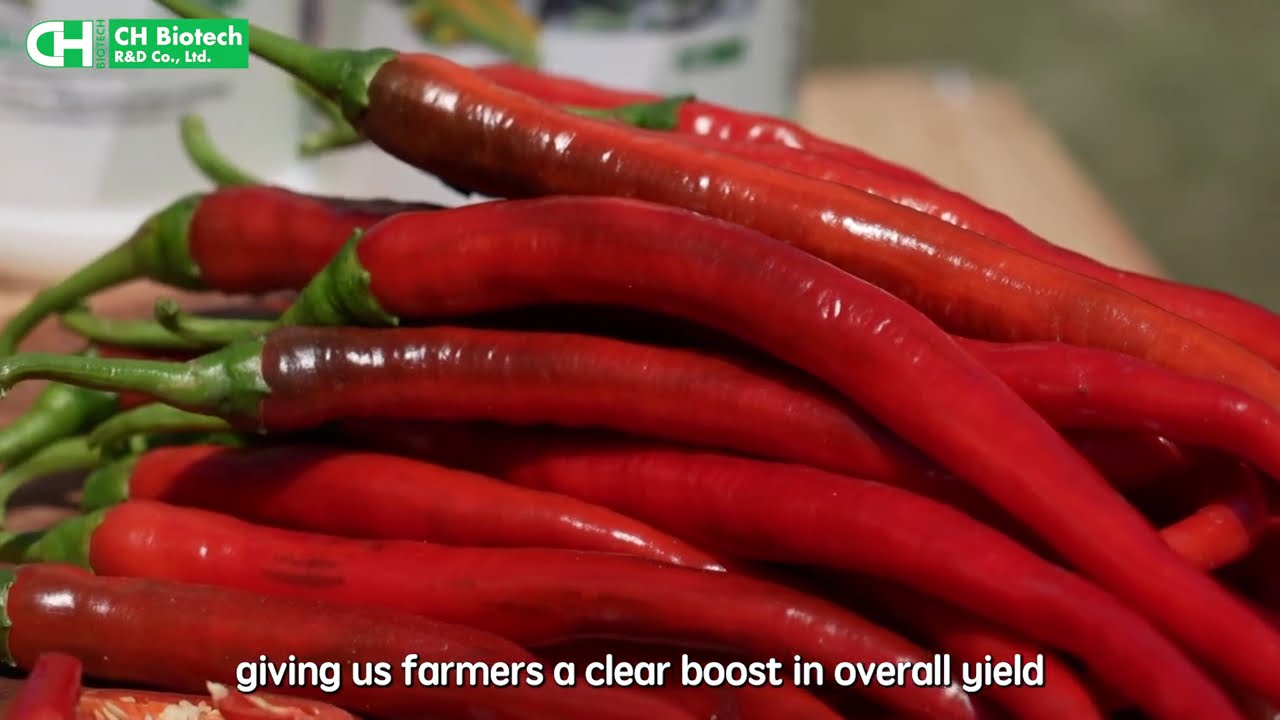 Homeostatic Systemins on Vegetable Crops: Hot Pepper - Full