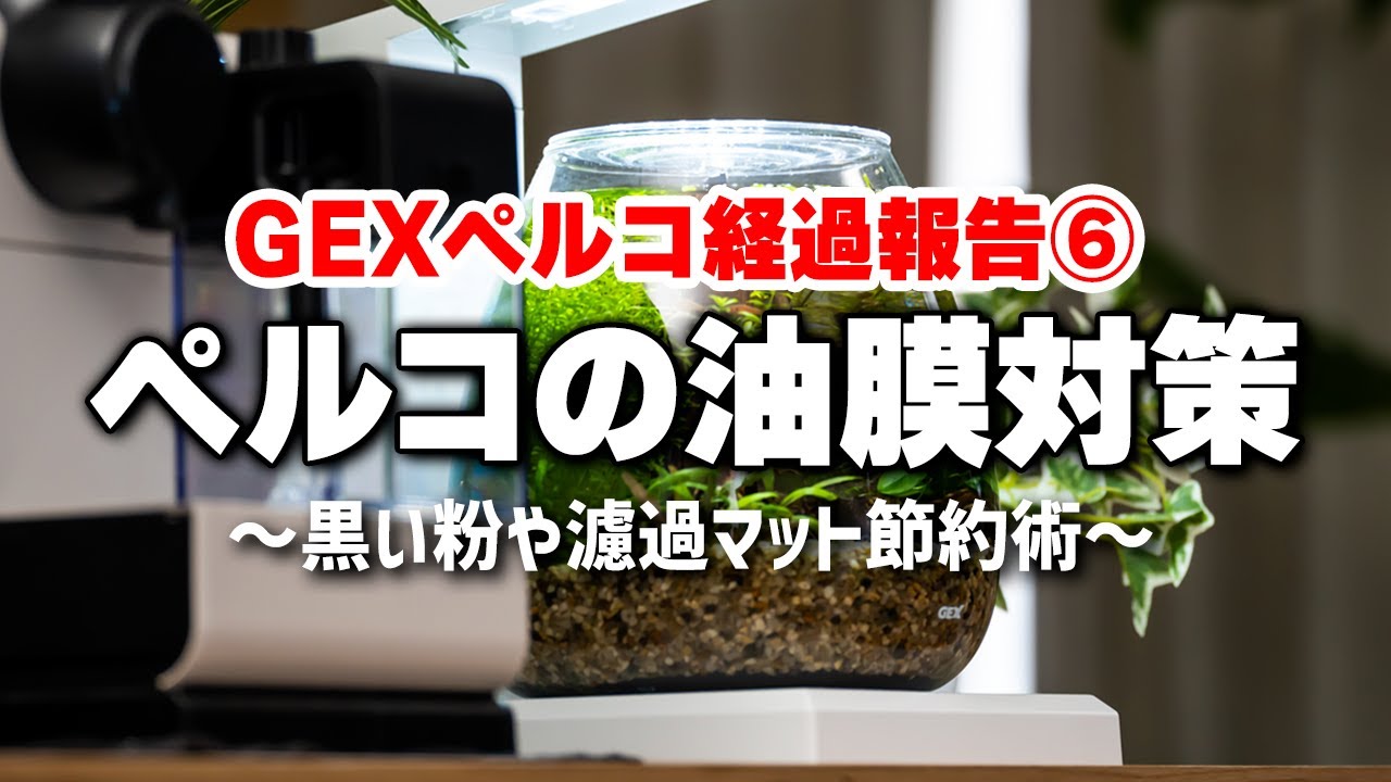 GEXペルコ経過報告⑥黒い粉とか油膜対策とか濾過マット節約法とか… #アクアリウム #熱帯魚 #Fluval #Liv 【ビバアクア】