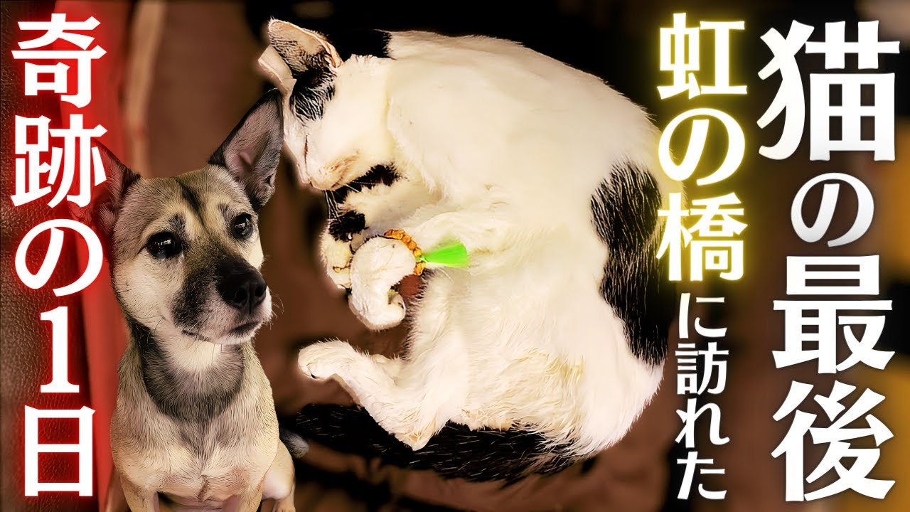 【感動】虹の橋を渡った20才先輩猫の最後の一日…猫と犬たちの絆に涙が止まらない！
