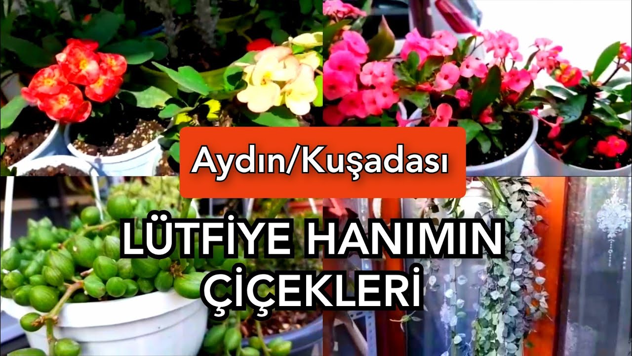 DİKENLERTACI KRALİÇESİ LÜTFİYE HANIMIN ÇİÇEKLERİ🪴🌹#çiçekseverler