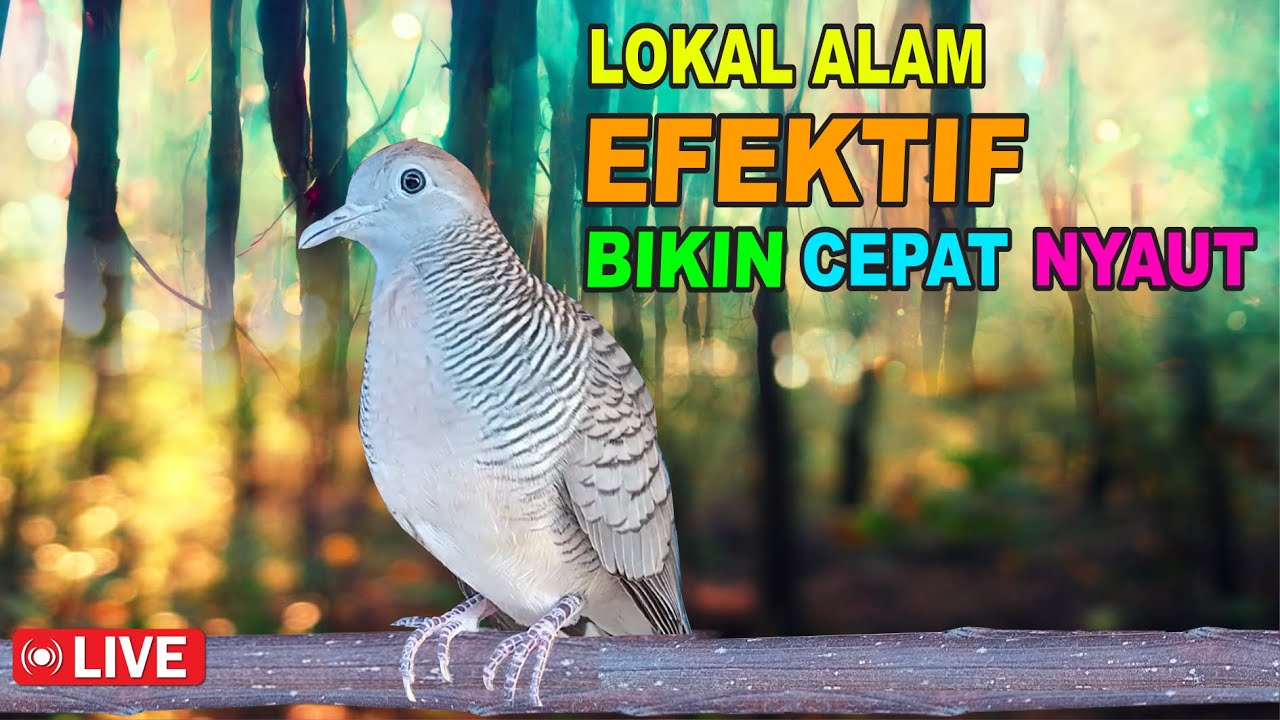 Perkutut Lokal Gacor alam liar - iramanya bikin lawan cepat nyaut
