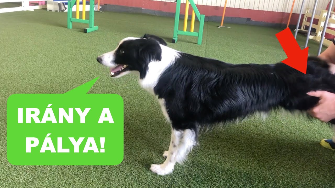 Miért sportolj a kutyáddal? KINEK JÓ AZ AGILITY?