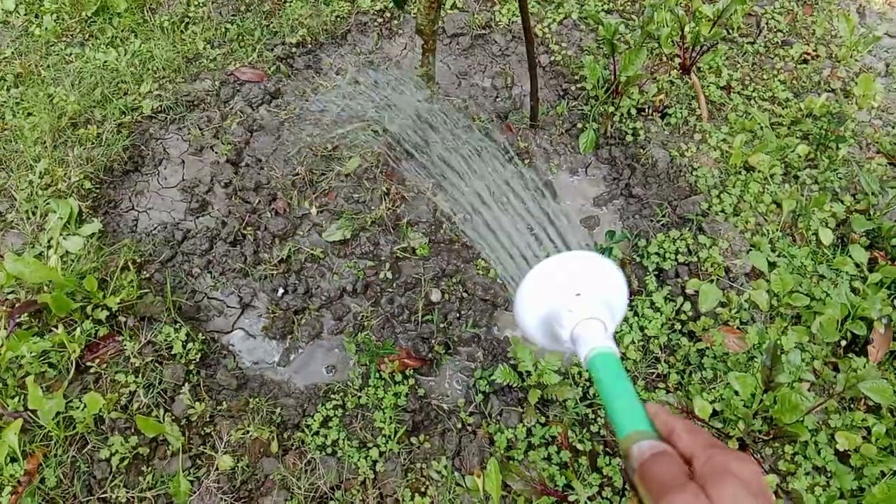 মুকুল আসলে আম গাছের পরিচর্যা