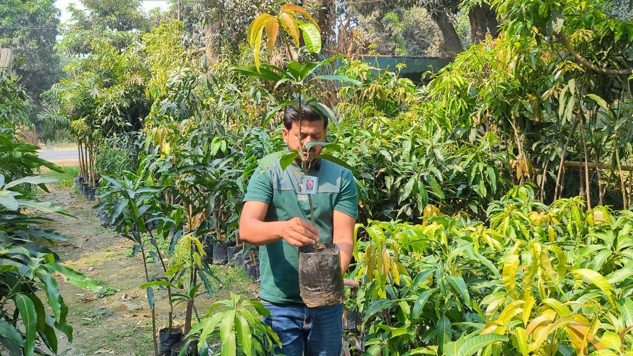 गमले में लगने वाली बौने आम की सबसे अच्छी किस्म || Best mango plant nursery in india || mango nursery
