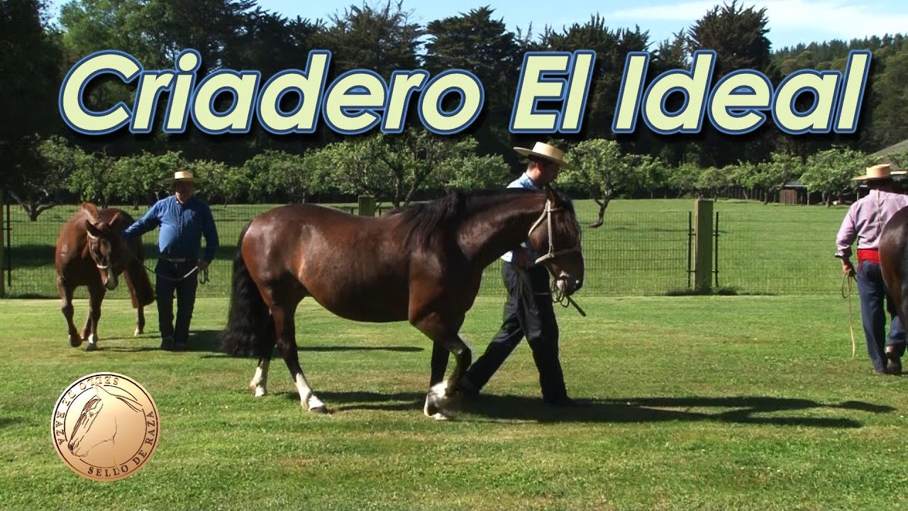 Sello de Raza Cap734 RR El Ideal 2022