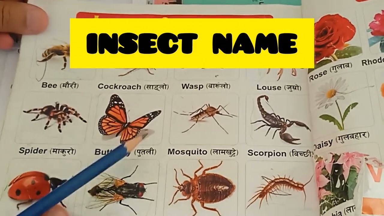 Amazing Insects You Should Know..! World of Insects: Strange, Beautiful & Deadly Creatures