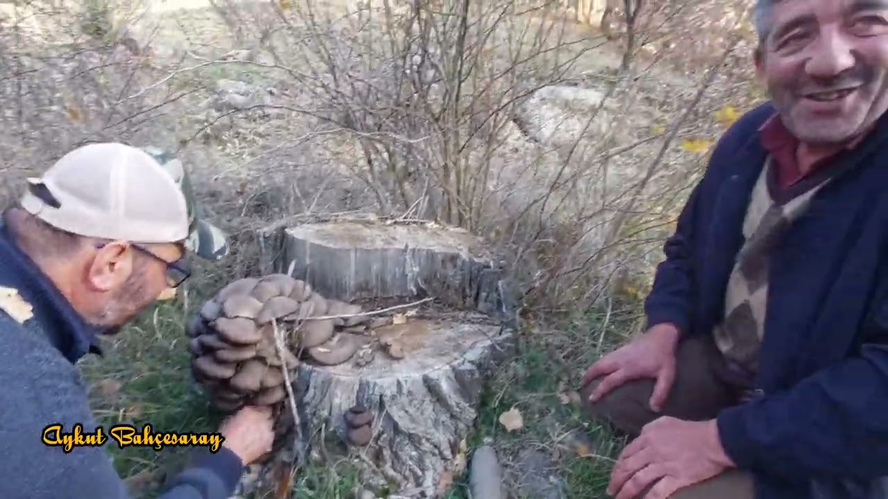 İSTİRİDYE MANTARI BULDUM KASIM 2025 #mushroom 