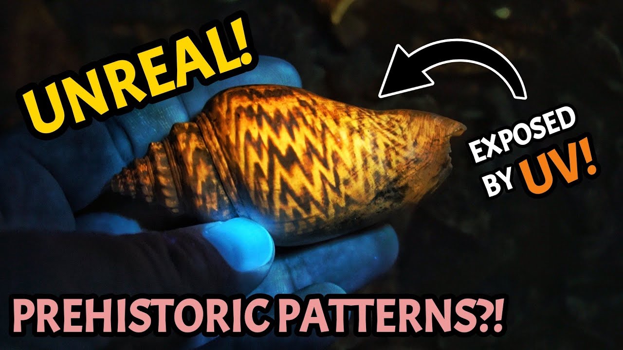 Florida Shell Hunting - UV Light Exposes INCREDIBLE Patterns on 2 Million Year Old Seashells!