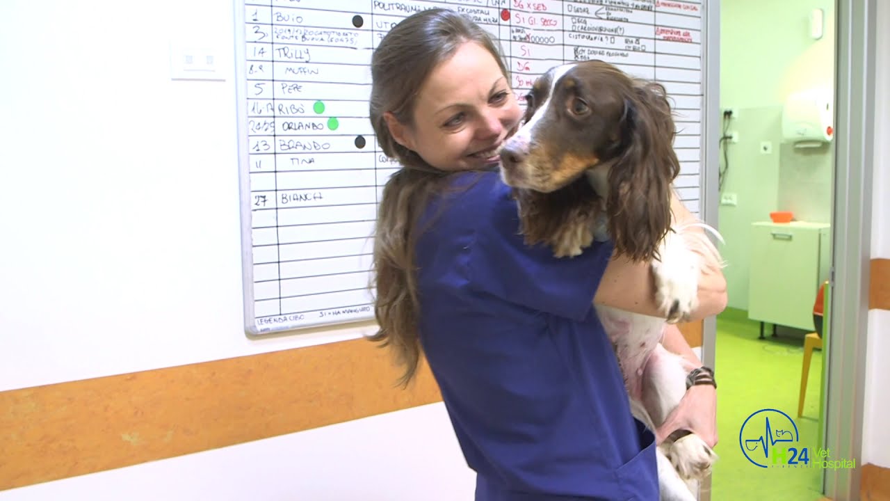 Ospedale Veterinario Vet Hospital H24 (Fi) | VetPartners