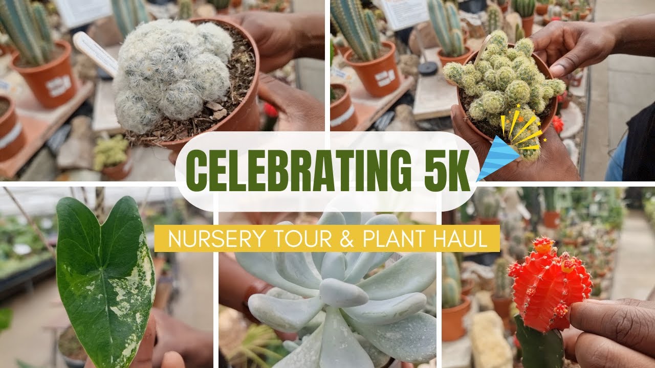 Plant Shop Tour (UK) and Haul | Houseplant shopping at Three Nurseries