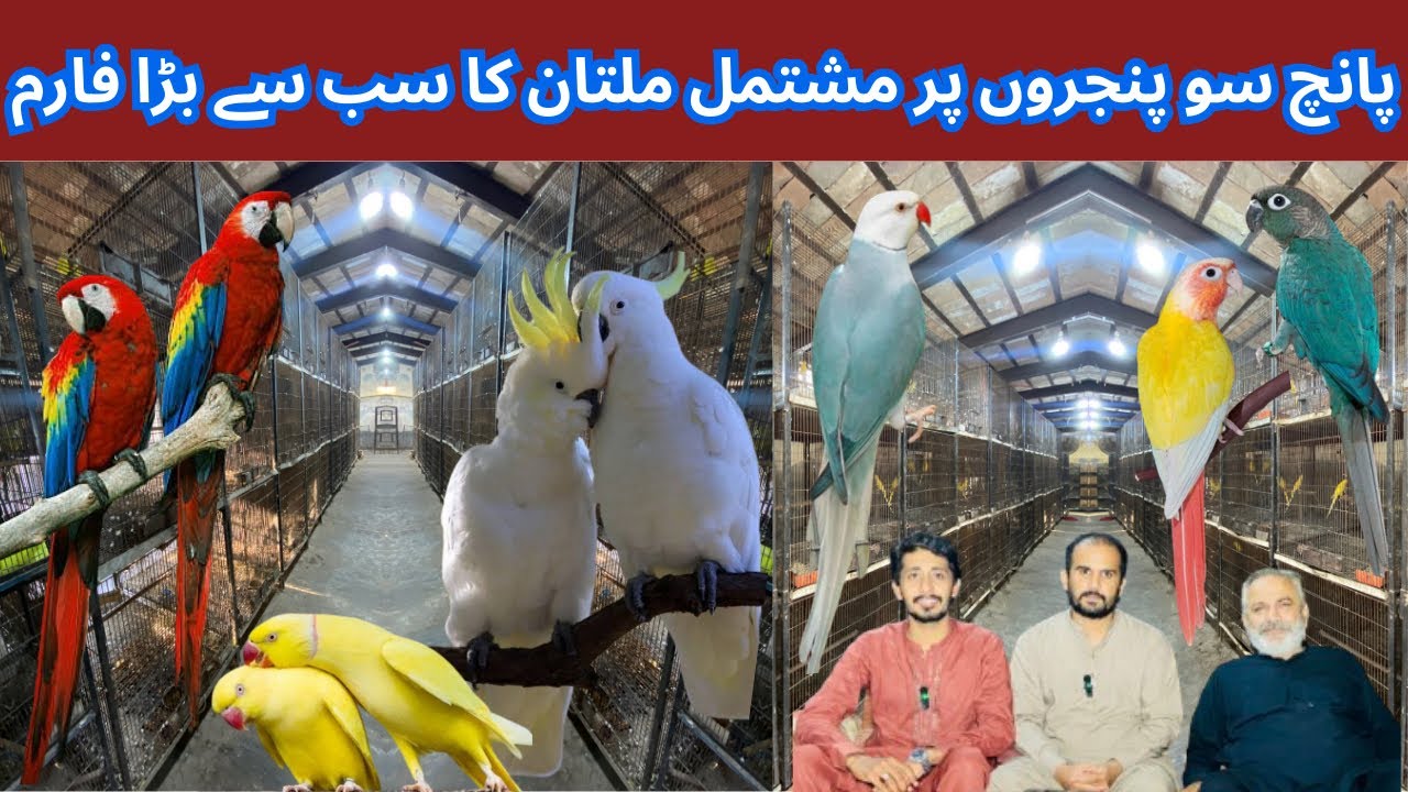 Biggest Breeding Farm in Multan Pakistan, Macaw, Cockatoo, Yellow Ringneck, cheek conure, Blue City,