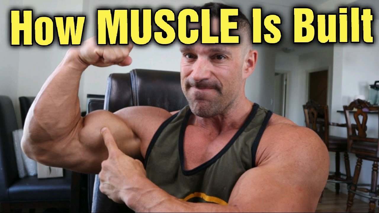 How is Muscle Built??? Can it be Done in a Caloric Deficit???