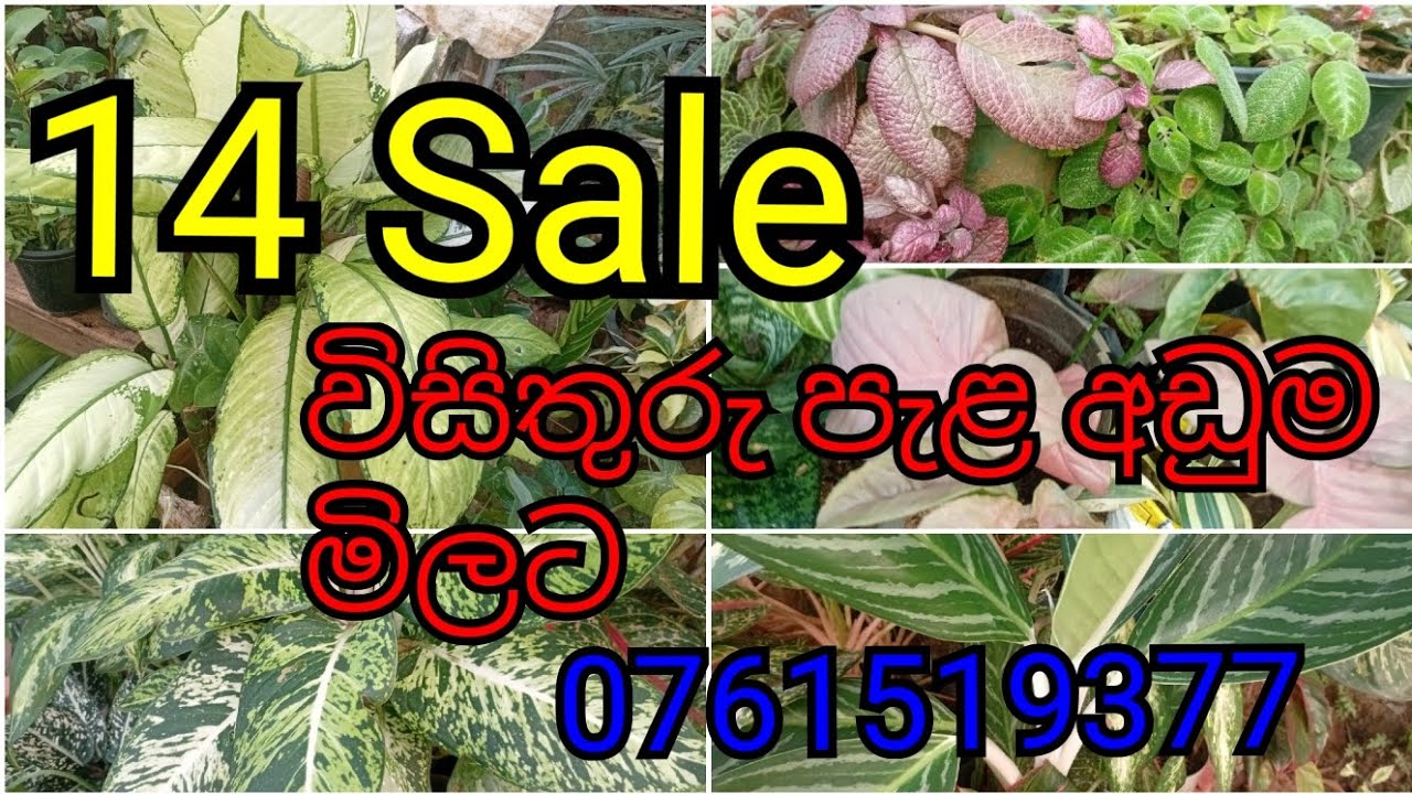 විසිතුරු පැළ ගන්න එන්න කූරියල් පමණි 0761519377 call or message #garden #gardening #plants 😎🌸