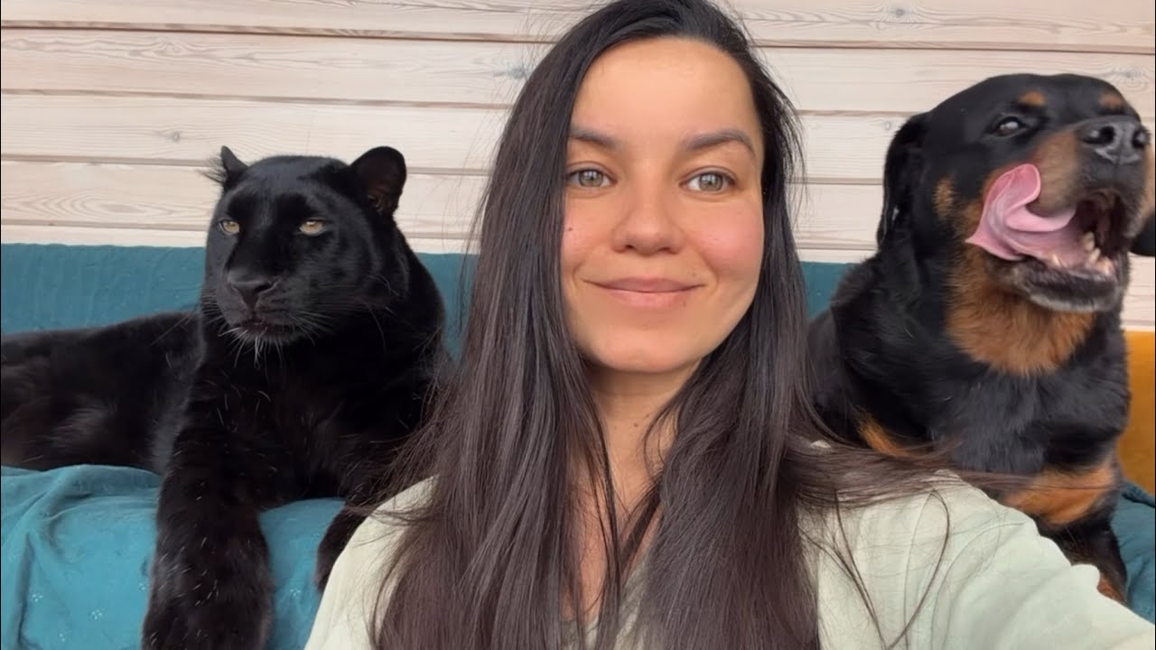 Проверяем с пантерой Луной косуль 😁