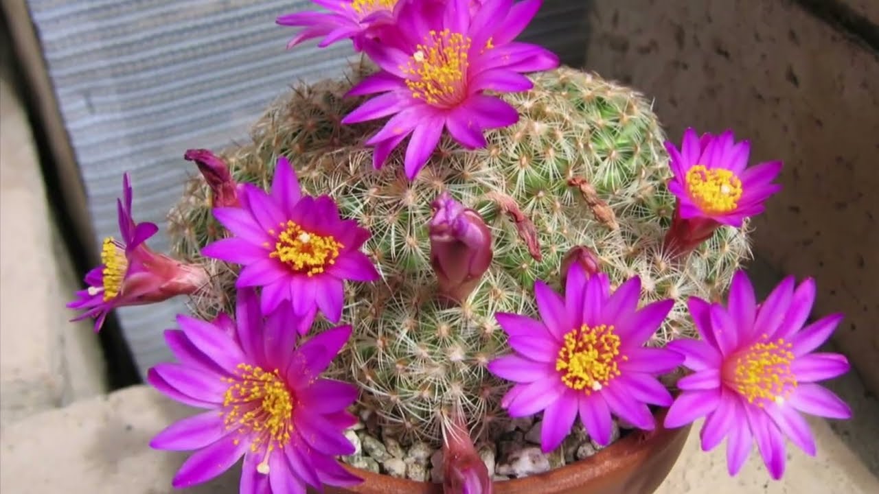 Two weeks after watering our cactus collection (Ariocarpus, Turbinicarpus, Mammillaria and more)