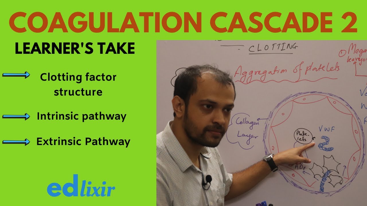 COAGULATION CASCADE - 2 | BLOOD COAGULATION | HEMATOLOGY