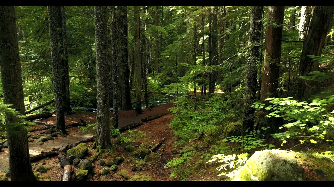 Drone Video Crossing to Trees Forest Drone Video Drone Videos 2021 | Drone Videos